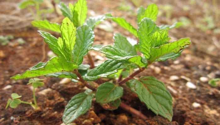 Cultivar hierbabuena en el jardín