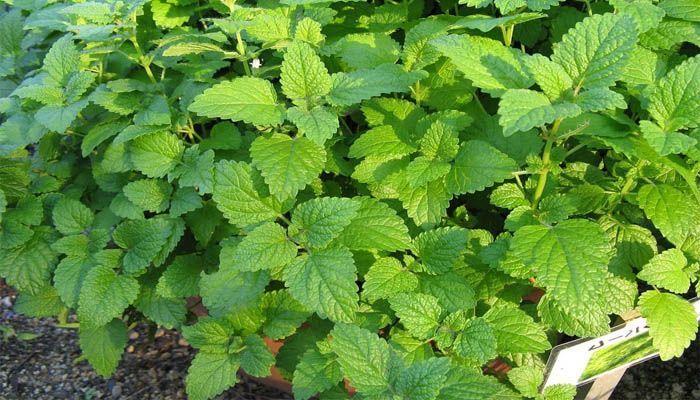 Cultivar melisa en el jardín
