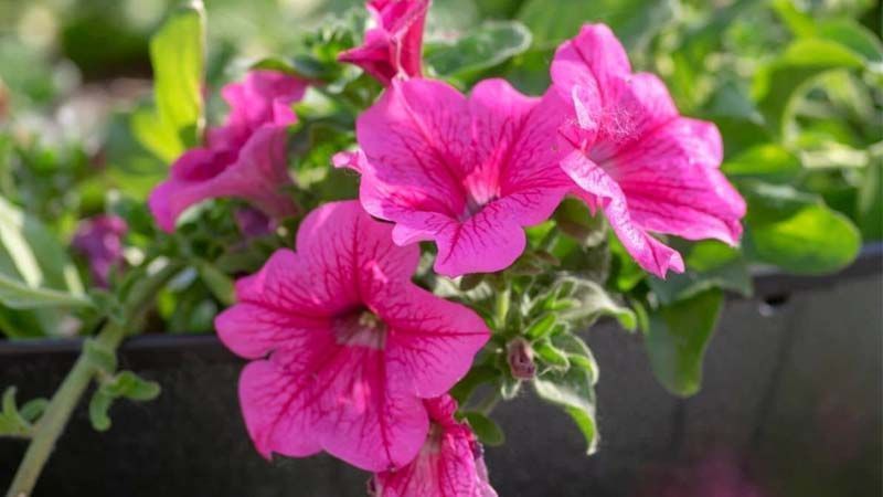 Cultivar petunias en macetas