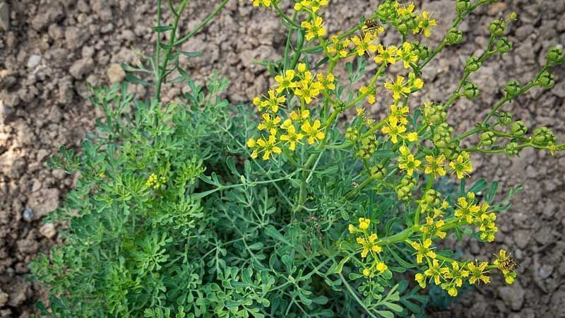 Cultivar ruda