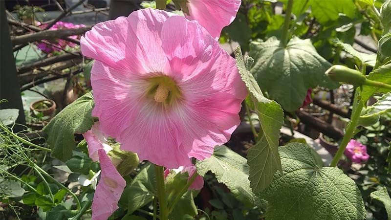 Cultivo Alcea rosea