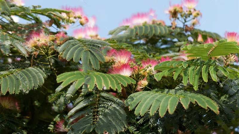 Cultivo árbol de la seda