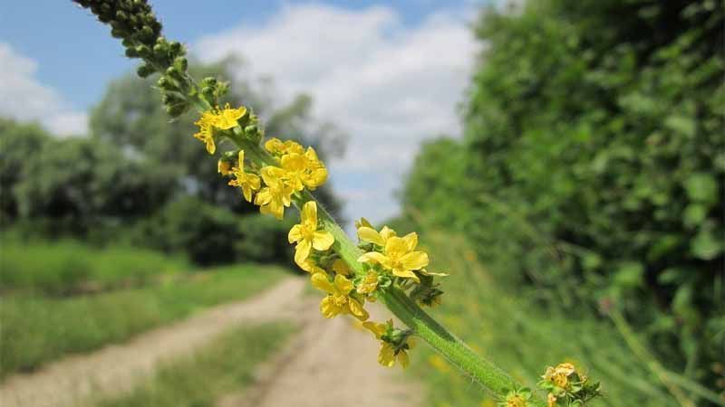 Cultivo de Agrimonia eupatoria