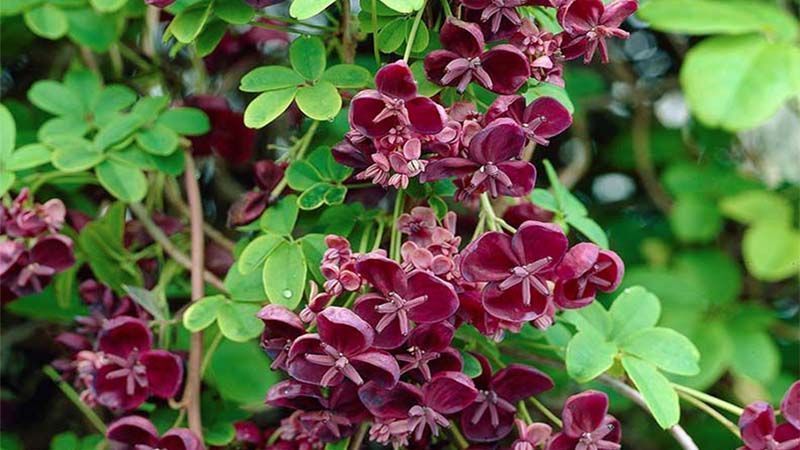 Cultivo de Akebia quinata