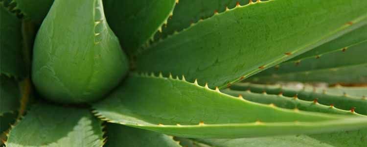 Cultivo de Aloe Vera