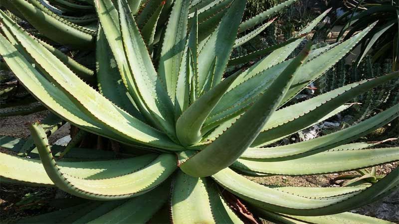 Cultivo de Aloe ferox
