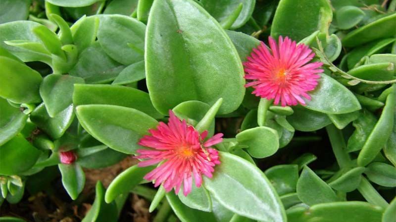 Cultivo de Aptenia cordifolia
