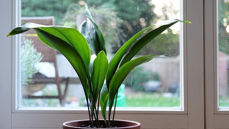 Cultivo de Aspidistra elatior
