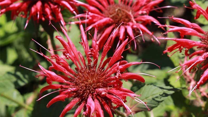 Cultivo de Bergamota silvestre
