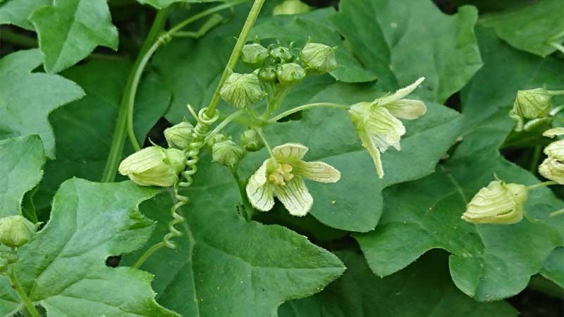 Cultivo de Bryonia alba