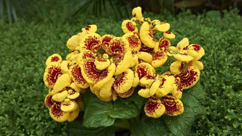 Cultivo de Calceolaria crenatiflora