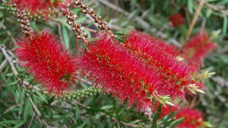 Cultivo de Callistemon rigidus