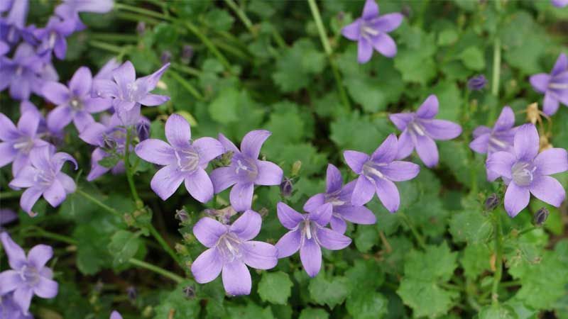 Cultivo de Campanula portenschlagiana
