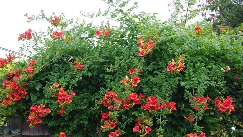 Cultivo de Campsis radicans