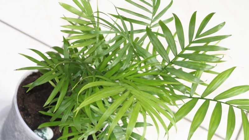 Cultivo de Chamaedorea elegans