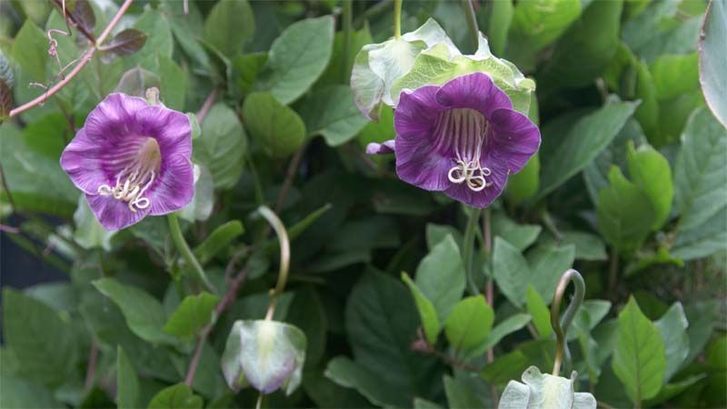 Cultivo de Cobaea scandens
