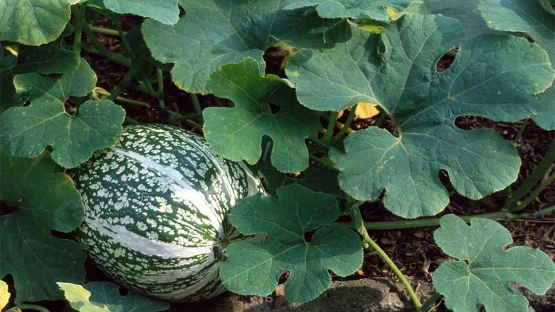 Cultivo de Cucurbita ficifolia