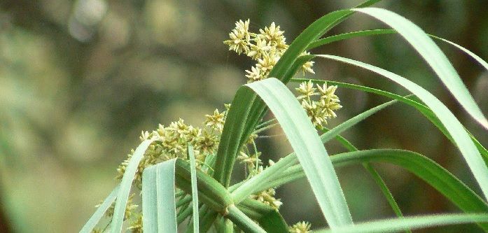 Cultivo de Cyperus alternifolius