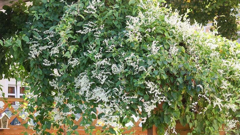 Cultivo de Fallopia baldschuanica