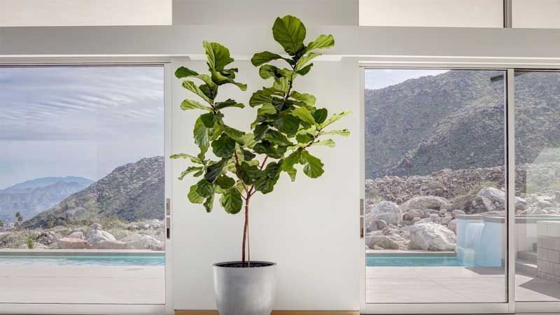 Cultivo de Ficus lyrata
