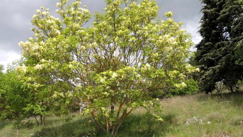 Cultivo de Fraxinus ornus