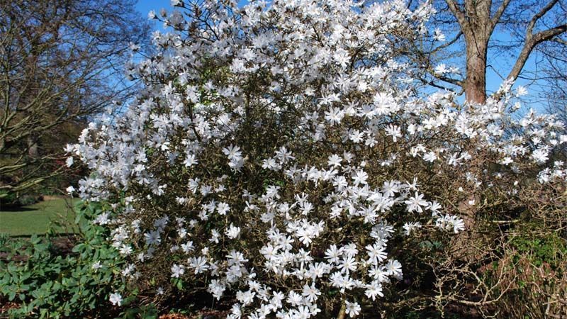 Cultivo de Magnolia stellata