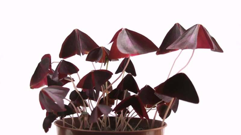 Cultivo de Oxalis triangularis