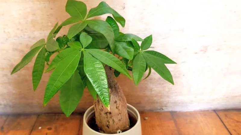 Cultivo de Pachira aquatica