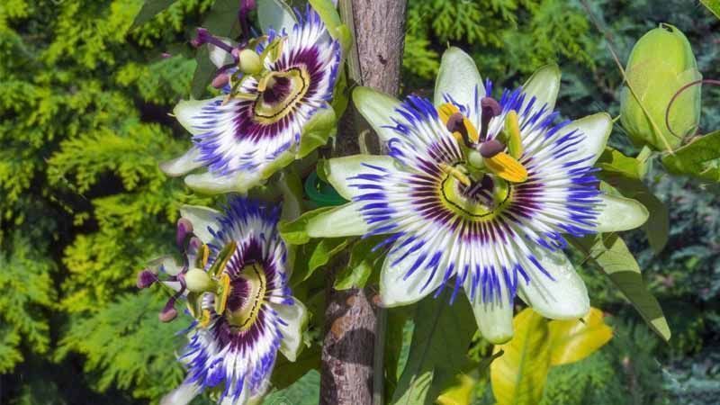 Cultivo de Passiflora