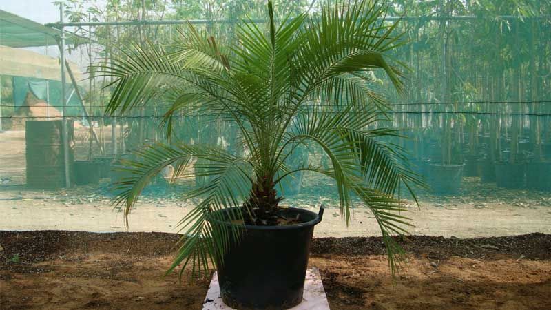 Cultivo de Phoenix roebelenii