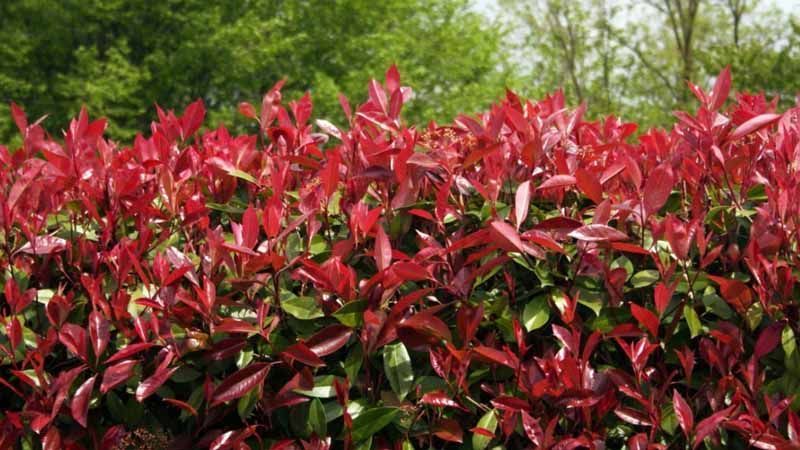 Cultivo de Photinia