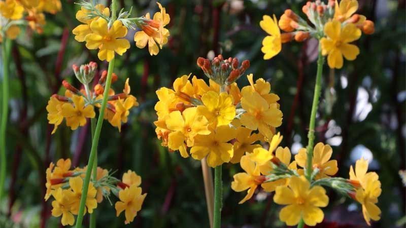 Cultivo de Primula bulleyana