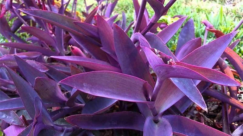 Cultivo de Tradescantia pallida