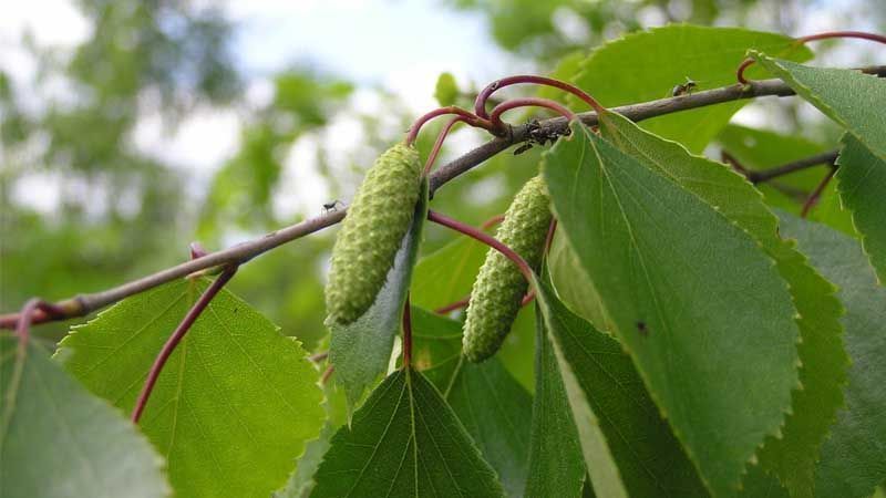 Cultivo de abedul