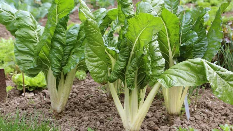 Cultivo de acelgas