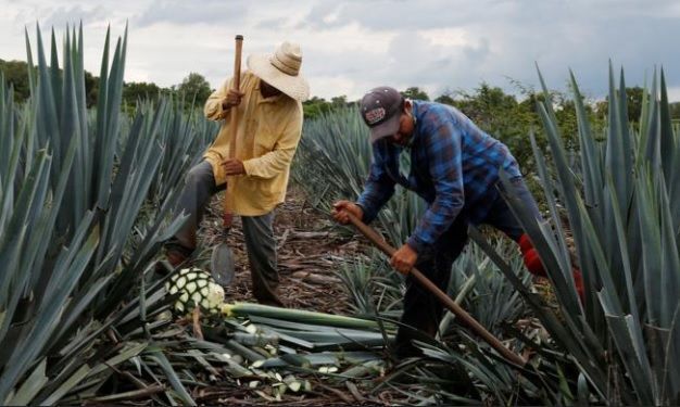 Cultivo de agave para producción de tequila