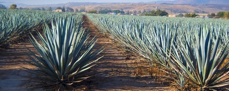Cultivo de agave