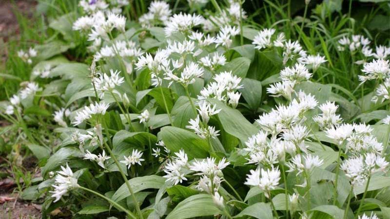 Cultivo de ajo de oso