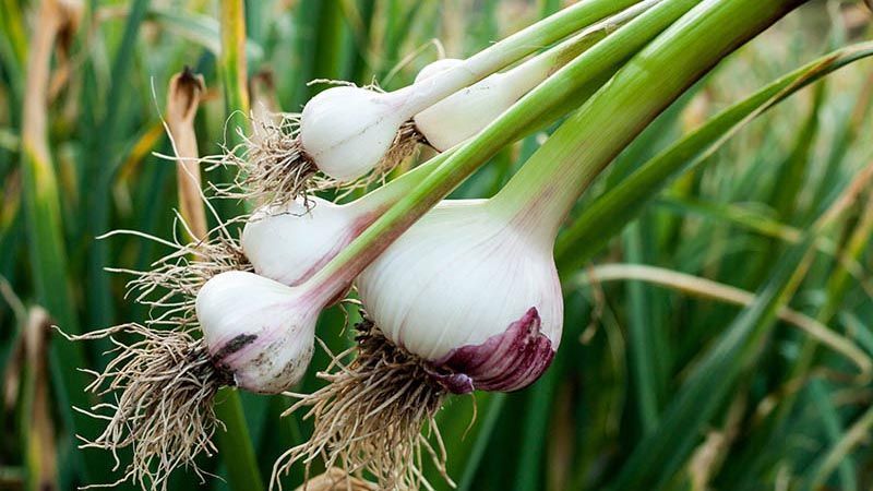 Cultivo de ajo