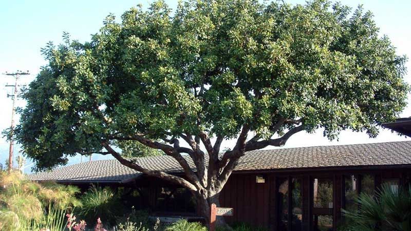 Cultivo de algarrobo en jardín