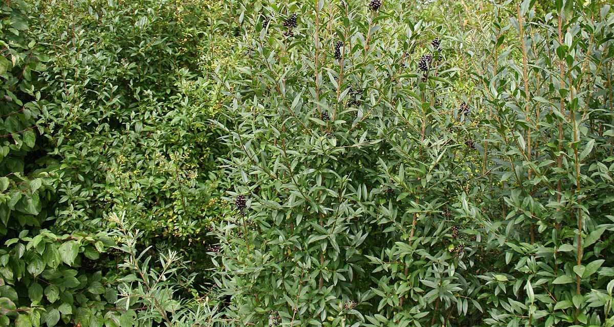 Cultivo de aligustre