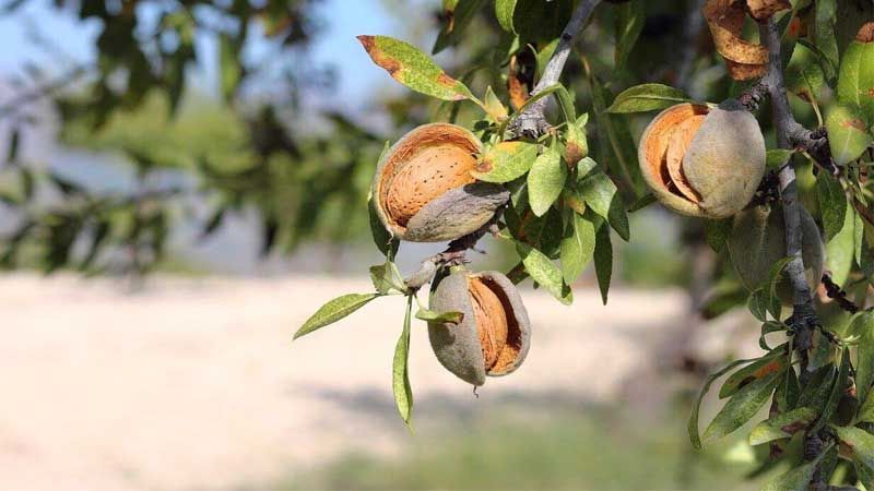 Cultivo de almendro ecológico