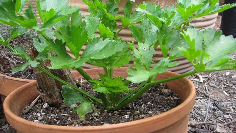 Cultivo de apio en macetas