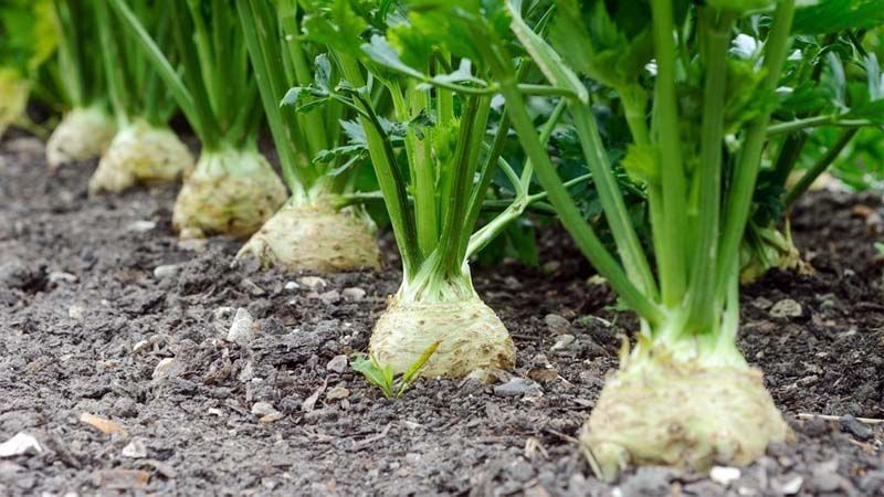 Cultivo de apio nabo