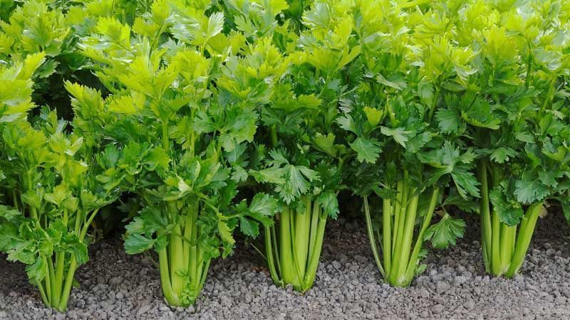 Cultivo de apio