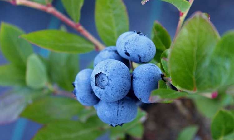 Cultivo de arándanos