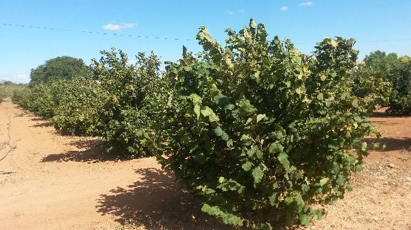 Plantación de avellano europeo