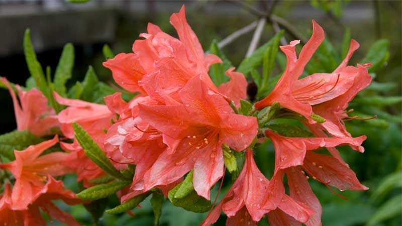 Cultivo de azalea japonica
