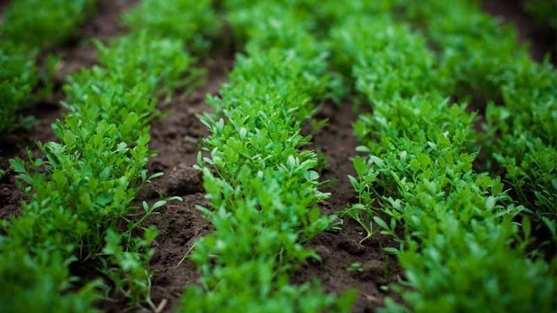 Cultivo de berros