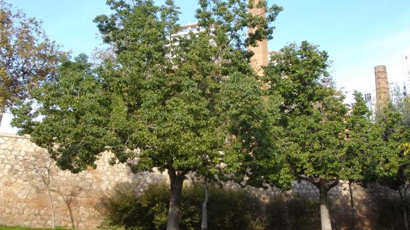 Cultivo de brachichito